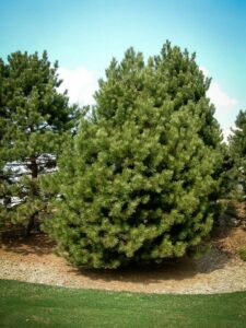 Сосна Чёрная (Pinus Nigra) купить по цене от 270.00р. в интернет-магазине «Посадика» с доставкой почтой в в Ипатовое и по всей России – [изображение №1].