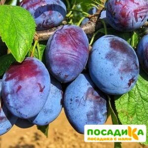 Слива Чачакская ранняя купить по цене от 229.00р. в интернет-магазине «Посадика» с доставкой почтой в в Ипатовое и по всей России – [изображение №1].