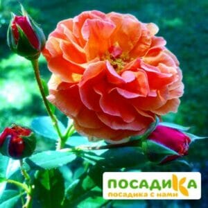 Роза Арабия купить по цене от 350.00р. в интернет-магазине «Посадика» с доставкой почтой в в Ипатовое и по всей России – [изображение №1].