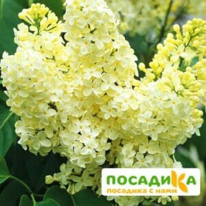 Сирень Примроуз (Primrose) купить по цене от 529.00р. в интернет-магазине «Посадика» с доставкой почтой в в Ипатовое и по всей России – [изображение №1].