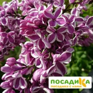 Сирень Сенсация купить по цене от 529.00р. в интернет-магазине «Посадика» с доставкой почтой в в Ипатовое и по всей России – [изображение №1].