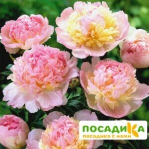 Пион Распберри Сандей (Paeonia Raspberry Sundae) купить по цене от 959р. в интернет-магазине «Посадика» с доставкой почтой в в Ипатовое и по всей России – [изображение №1].