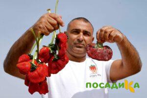 Клубника Гигант Джорнея купить по цене от 266р. в интернет-магазине «Посадика» с доставкой почтой в в Ипатовое и по всей России – [изображение №1].