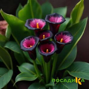 Калла Аура Лейс купить по цене от 400р. в интернет-магазине «Посадика» с доставкой почтой в в Ипатовое и по всей России – [изображение №1].