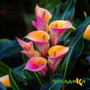 Калла Оникс купить по цене от 450р. в интернет-магазине «Посадика» с доставкой почтой в в Ипатовое и по всей России – [изображение №1].