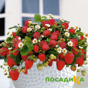 Клубника Рубиновый Шепот (горшечная) купить по цене от 240р. в интернет-магазине «Посадика» с доставкой почтой в в Ипатовое и по всей России – [изображение №1].