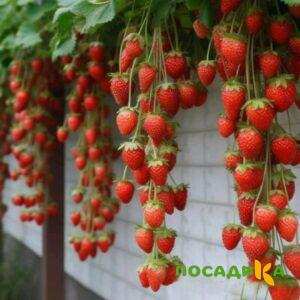 Клубника вьющаяся Комплимент купить по цене от 470р. в интернет-магазине «Посадика» с доставкой почтой в в Ипатовое и по всей России – [изображение №1].