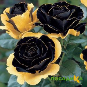 Роза Ханни Сикл купить по цене от 700р. в интернет-магазине «Посадика» с доставкой почтой в в Ипатовое и по всей России – [изображение №1].