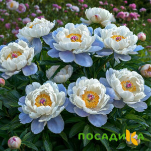 Пион акварельный Этюд купить по цене от 806р. в интернет-магазине «Посадика» с доставкой почтой в в Ипатовое и по всей России – [изображение №1].