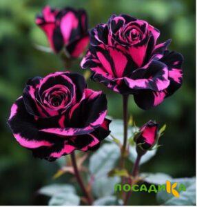 Роза Багровый Шепот купить по цене от 366р. в интернет-магазине «Посадика» с доставкой почтой в в Ипатовое и по всей России – [изображение №1].
