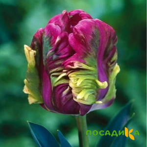 Тюльпан Экзотик Хэвен купить по цене от 186р. в интернет-магазине «Посадика» с доставкой почтой в в Ипатовое и по всей России – [изображение №1].