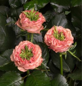 Роза Амбер Инчант купить по цене от 495р. в интернет-магазине «Посадика» с доставкой почтой в в Ипатовое и по всей России – [изображение №1].