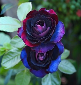 Роза Скарлет Рэвери купить по цене от 489р. в интернет-магазине «Посадика» с доставкой почтой в в Ипатовое и по всей России – [изображение №1].