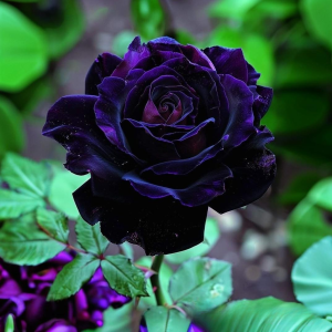 Роза Блэк Пантер купить по цене от 319р. в интернет-магазине «Посадика» с доставкой почтой в в Ипатовое и по всей России – [изображение №1].