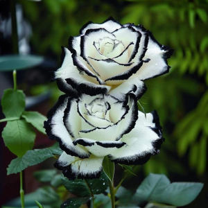 Роза Силк Ивин купить по цене от 319р. в интернет-магазине «Посадика» с доставкой почтой в в Ипатовое и по всей России – [изображение №1].