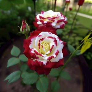 Роза Роял Глом купить по цене от 401р. в интернет-магазине «Посадика» с доставкой почтой в в Ипатовое и по всей России – [изображение №1].