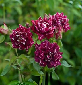 Роза Опаловый Пейзаж купить по цене от 490р. в интернет-магазине «Посадика» с доставкой почтой в в Ипатовое и по всей России – [изображение №1].