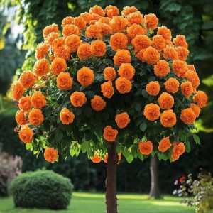 Роза Солнечный Шарм купить по цене от 349р. в интернет-магазине «Посадика» с доставкой почтой в в Ипатовое и по всей России – [изображение №1].