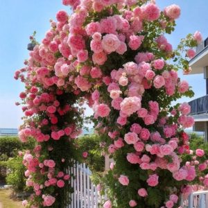 Роза Пастель Розе купить по цене от 605р. в интернет-магазине «Посадика» с доставкой почтой в в Ипатовое и по всей России – [изображение №1].