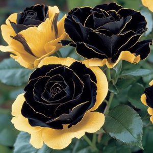 Роза Ханни Сикл купить по цене от 700р. в интернет-магазине «Посадика» с доставкой почтой в в Ипатовое и по всей России – [изображение №1].