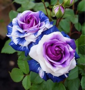 Роза Айвори Каскад купить по цене от 420р. в интернет-магазине «Посадика» с доставкой почтой в в Ипатовое и по всей России – [изображение №1].