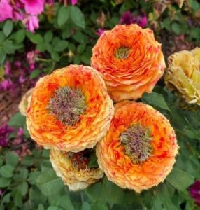 Роза Золотой Мираж купить по цене от 420р. в интернет-магазине «Посадика» с доставкой почтой в в Ипатовое и по всей России – [изображение №1].