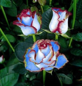 Роза Сафайер Пэтл купить по цене от 450р. в интернет-магазине «Посадика» с доставкой почтой в в Ипатовое и по всей России – [изображение №1].