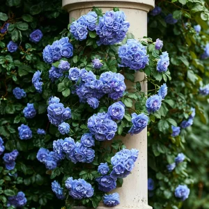 Роза плетистая Блю Перпл купить по цене от 540р. в интернет-магазине «Посадика» с доставкой почтой в в Ипатовое и по всей России – [изображение №1].